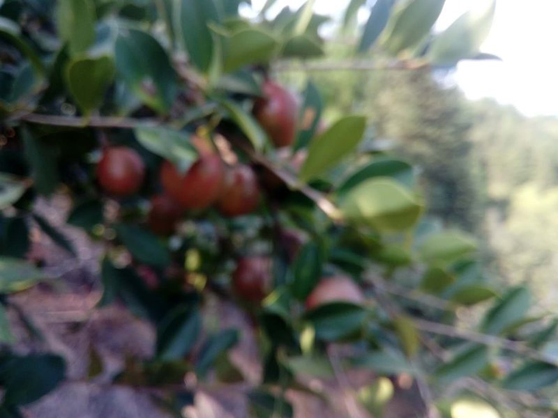 安远正宗野生高山茶油
