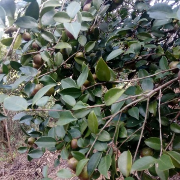 安远正宗野生高山茶油