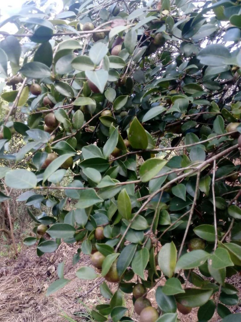 安远正宗野生高山茶油