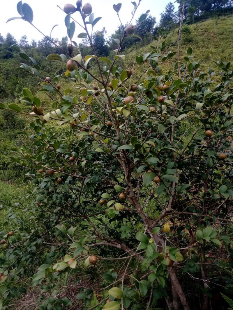 安远正宗野生高山茶油