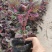 彩叶草绿化用苗基地直供欢迎选购