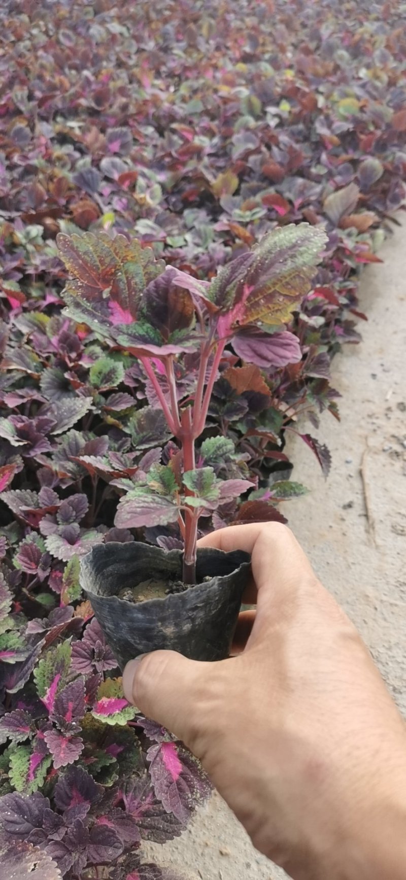 彩叶草绿化用苗基地直供欢迎选购