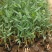再力花水生植物基地直供欢迎选购