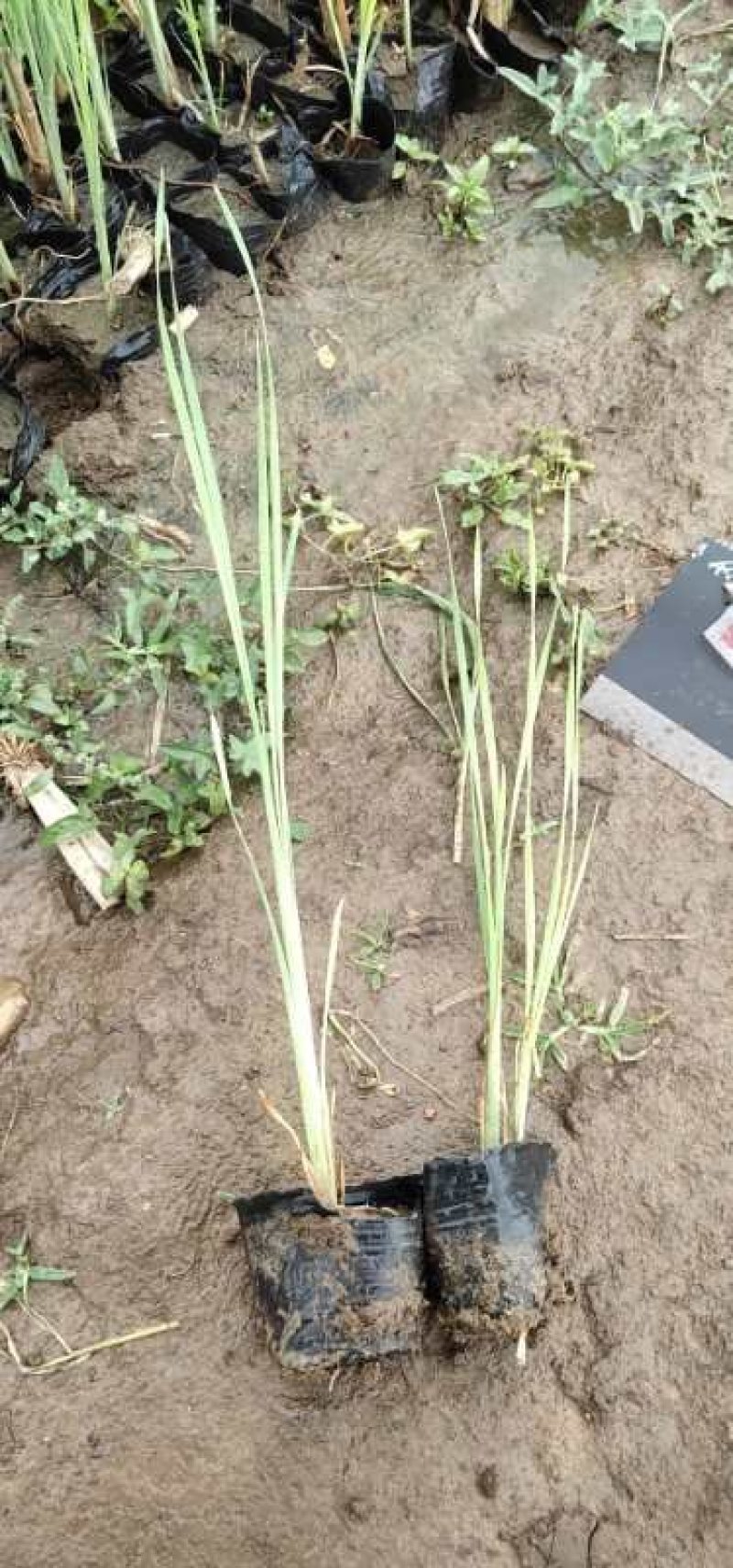 香蒲香蒲苗水生植物基地直供欢迎选购