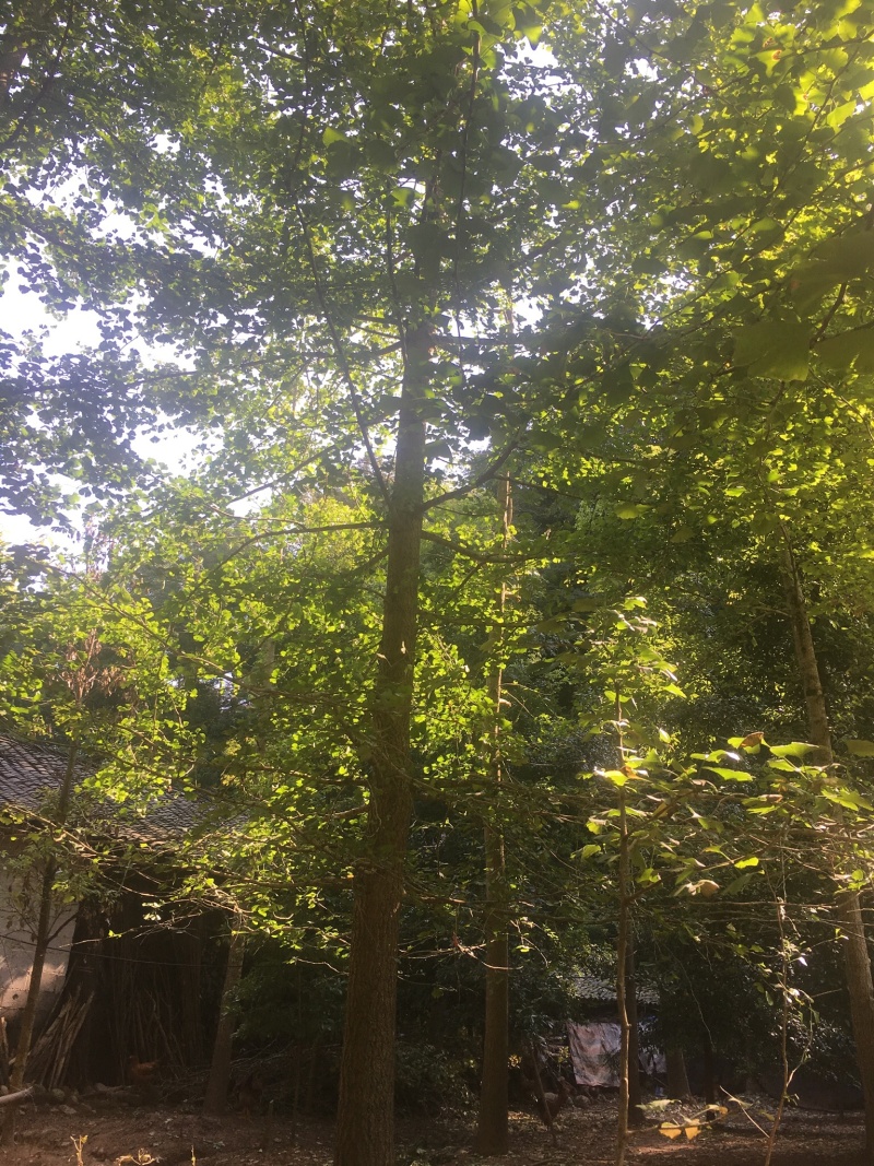 银杏/白果/4-6成