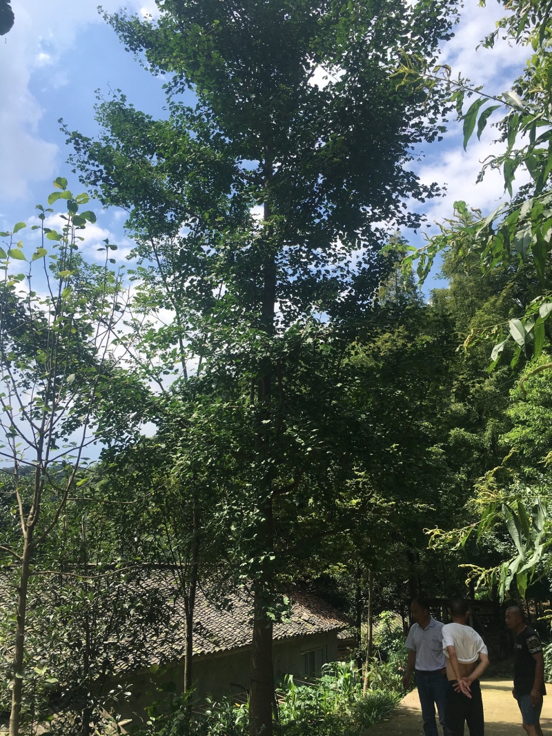 银杏/白果/4-6成