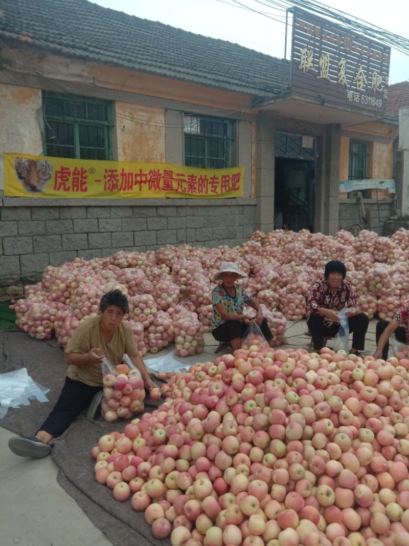 栖霞苹果代办，调库