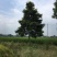 楠木/细叶楠木/二叶楠木