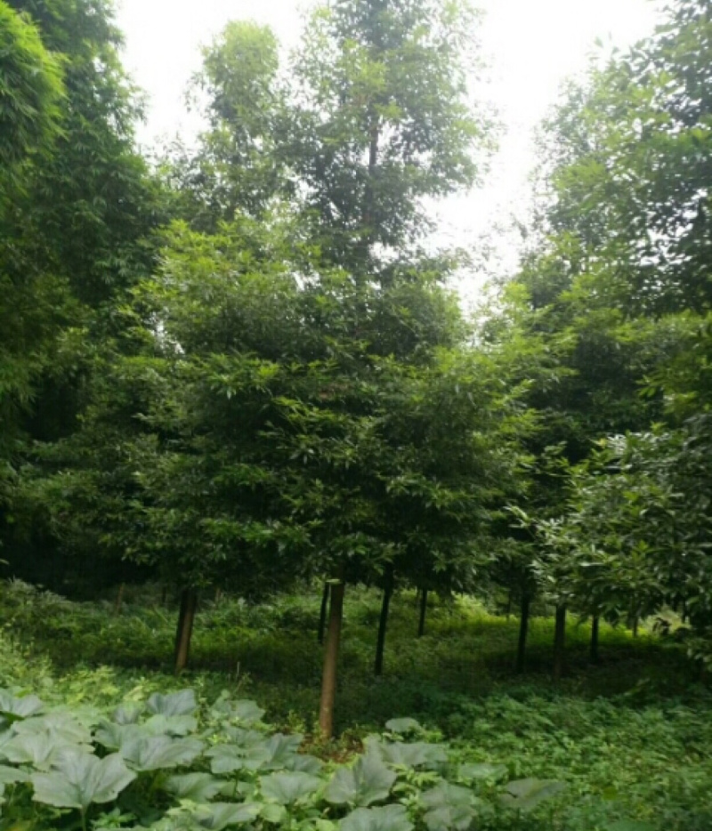 楠木/细叶楠木/二叶楠木