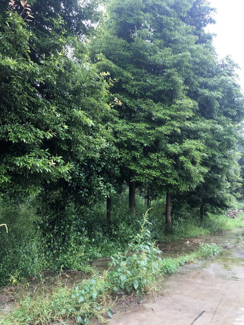 楠木/细叶楠木/二叶楠木