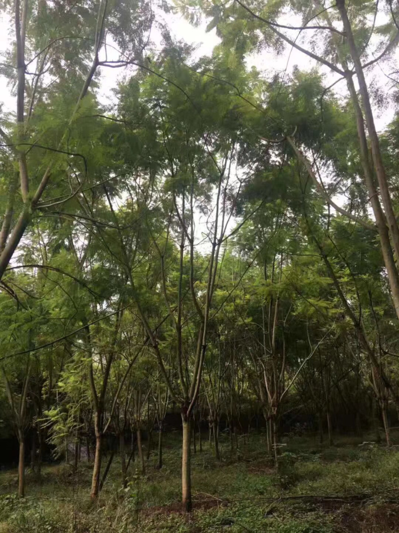 蓝花盈