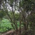 石榴树
