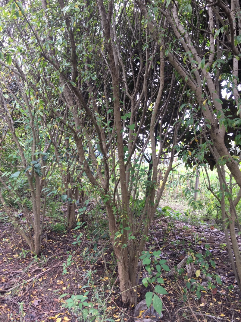 石榴树