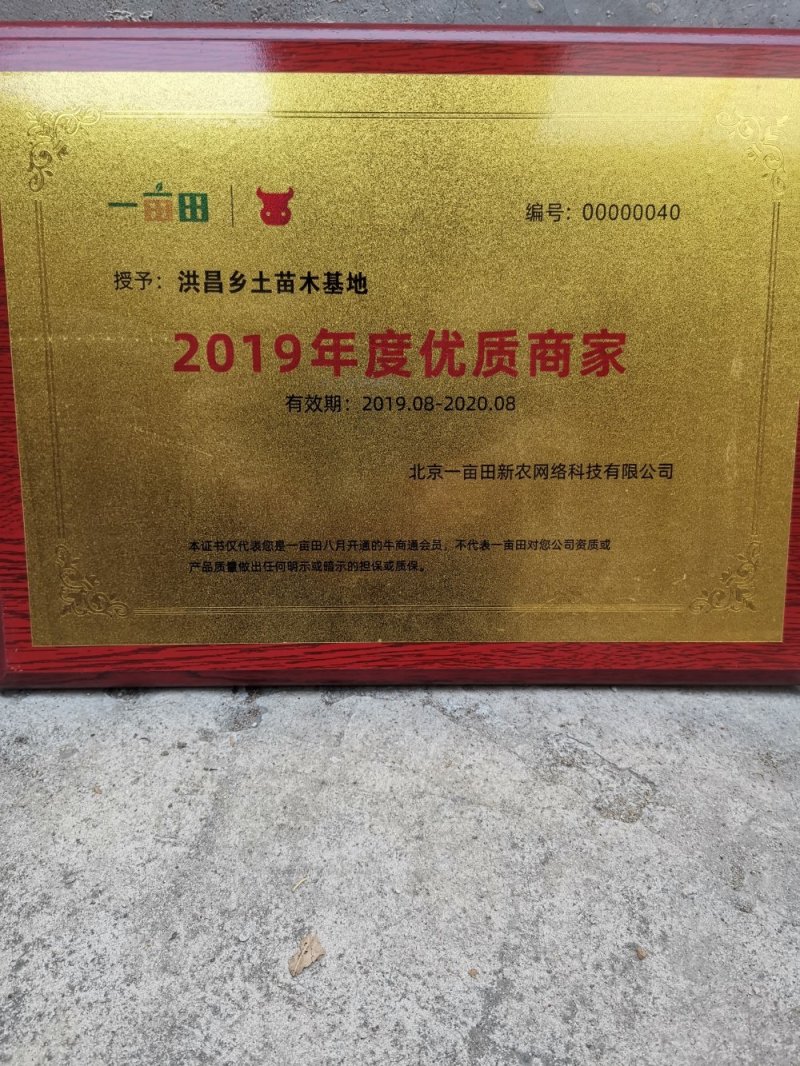 苦楝树地径两公分高度1.5到2.5米苦楝