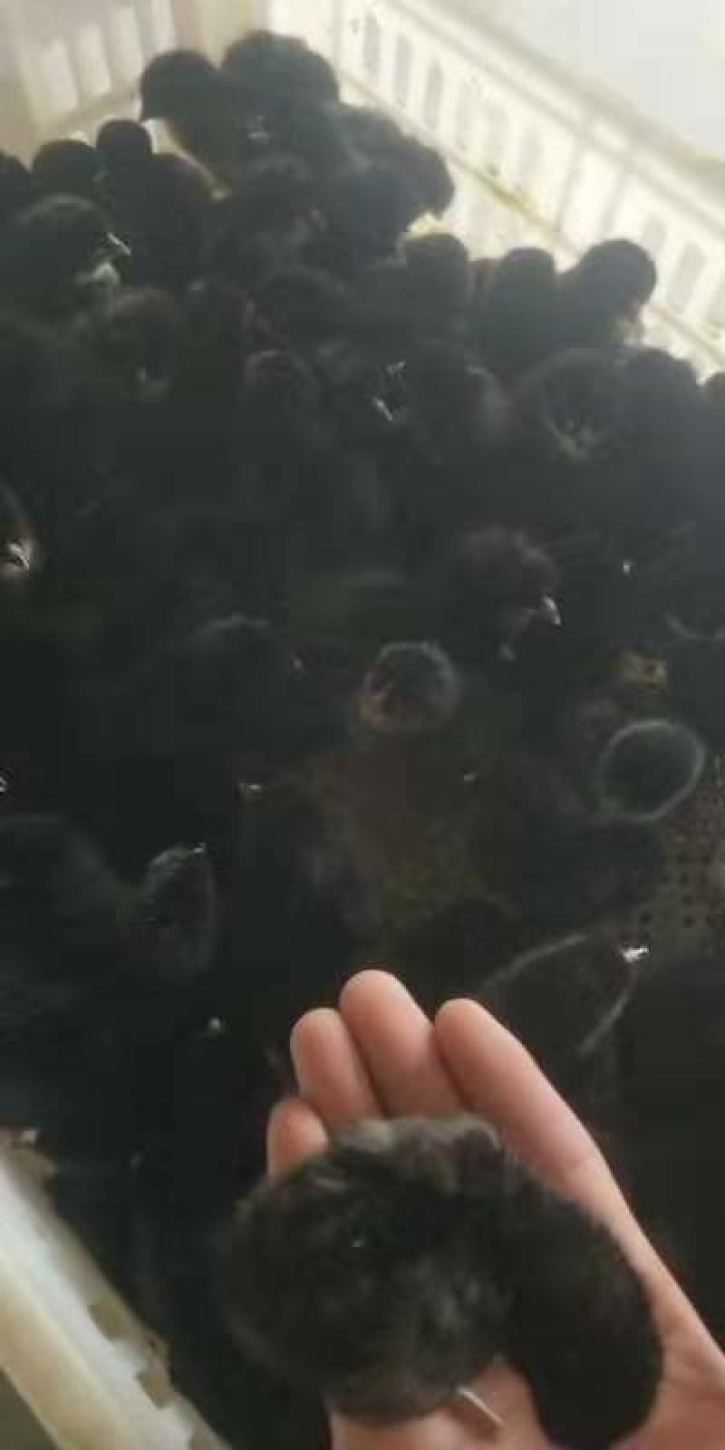 【五黑鸡鸡苗】包全程防疫，包运费，可视频技术指导