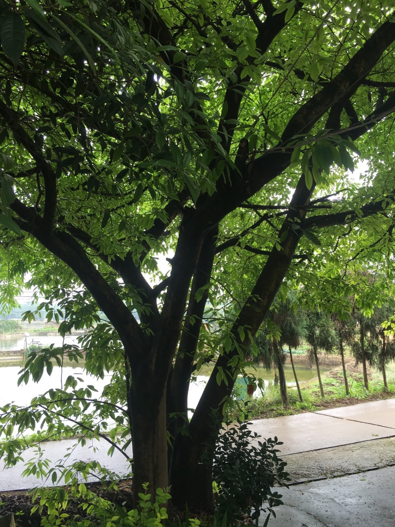 大叶榕