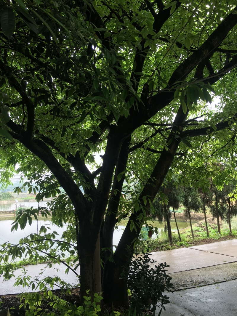 大叶榕