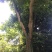 大叶榕