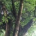 大叶榕