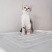全款600元转让自家养加白美短虎斑猫