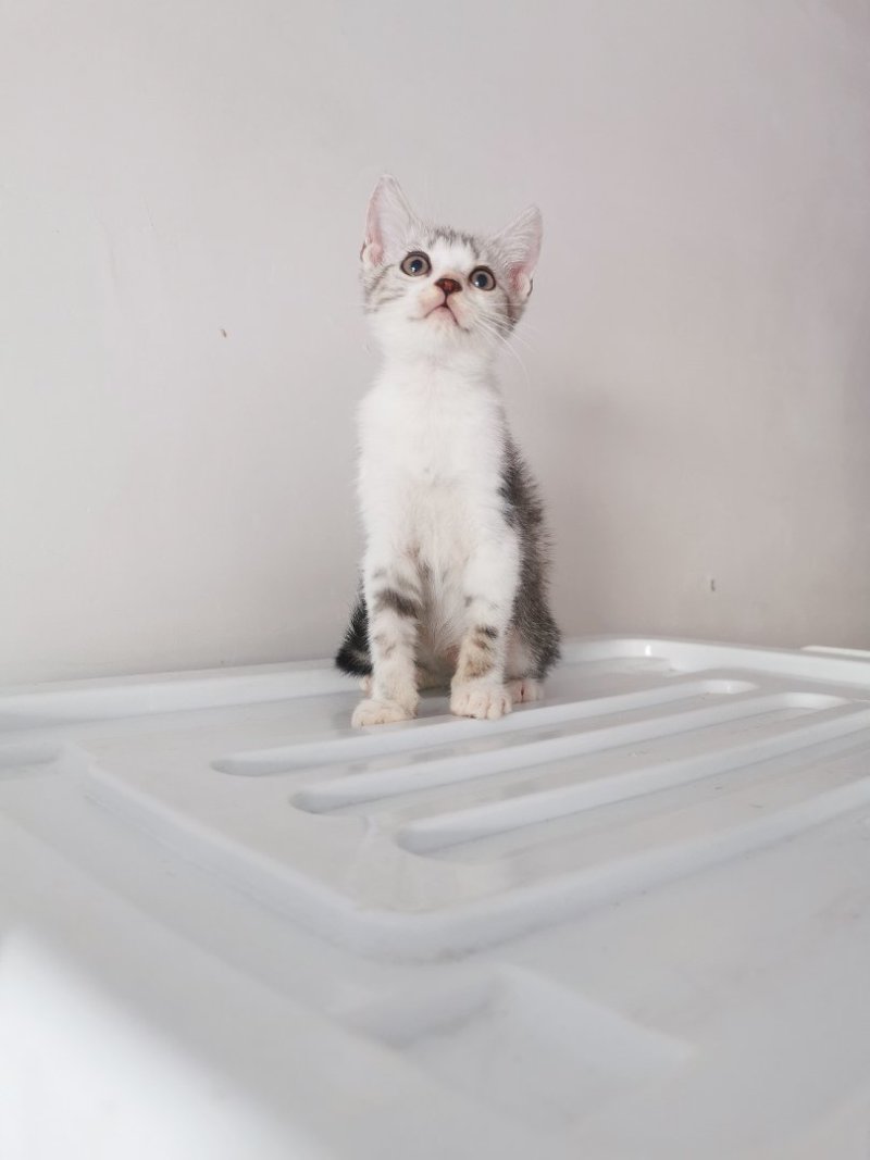 全款600元转让自家养加白美短虎斑猫