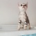 全款600元转让自家养加白美短虎斑猫