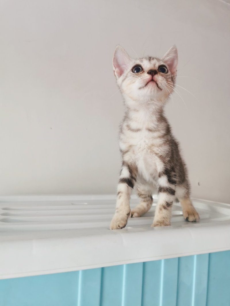 全款600元转让自家养加白美短虎斑猫