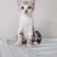 全款600元转让自家养加白美短虎斑猫