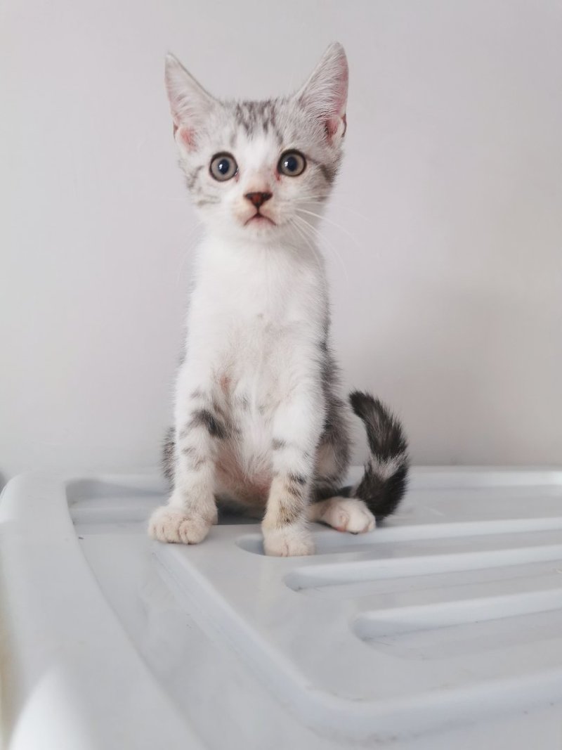 全款600元转让自家养加白美短虎斑猫