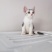 全款600元转让自家养加白美短虎斑猫