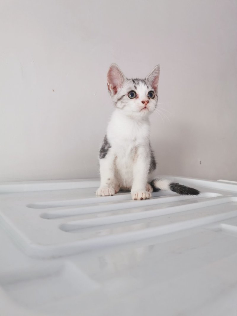 全款600元转让自家养加白美短虎斑猫