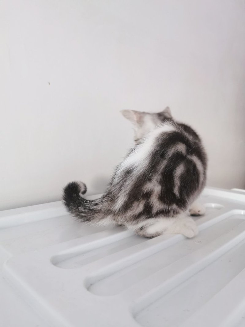 全款600元转让自家养加白美短虎斑猫