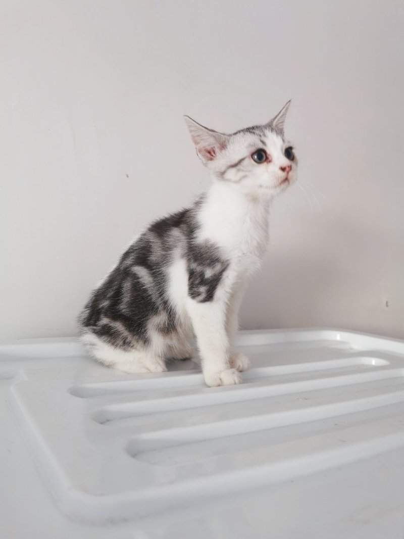 全款600元转让自家养加白美短虎斑猫