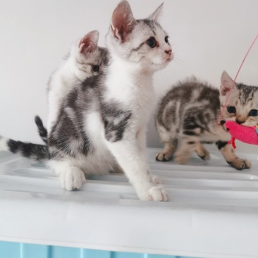全款600元转让自家养加白美短虎斑猫