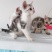 全款600元转让自家养加白美短虎斑猫