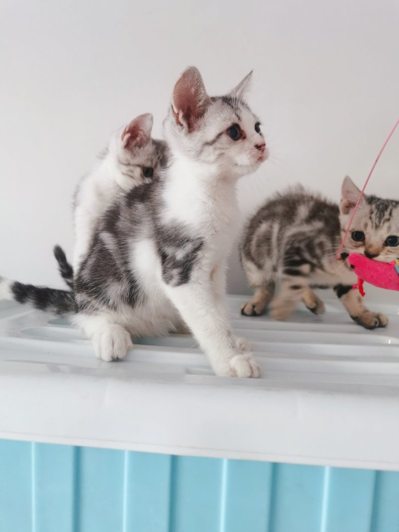 全款600元转让自家养加白美短虎斑猫