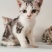 全款600元转让自家养加白美短虎斑猫