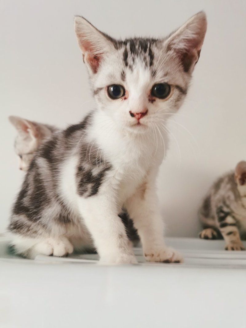 全款600元转让自家养加白美短虎斑猫