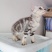 全款600元转让自家养加白美短虎斑猫
