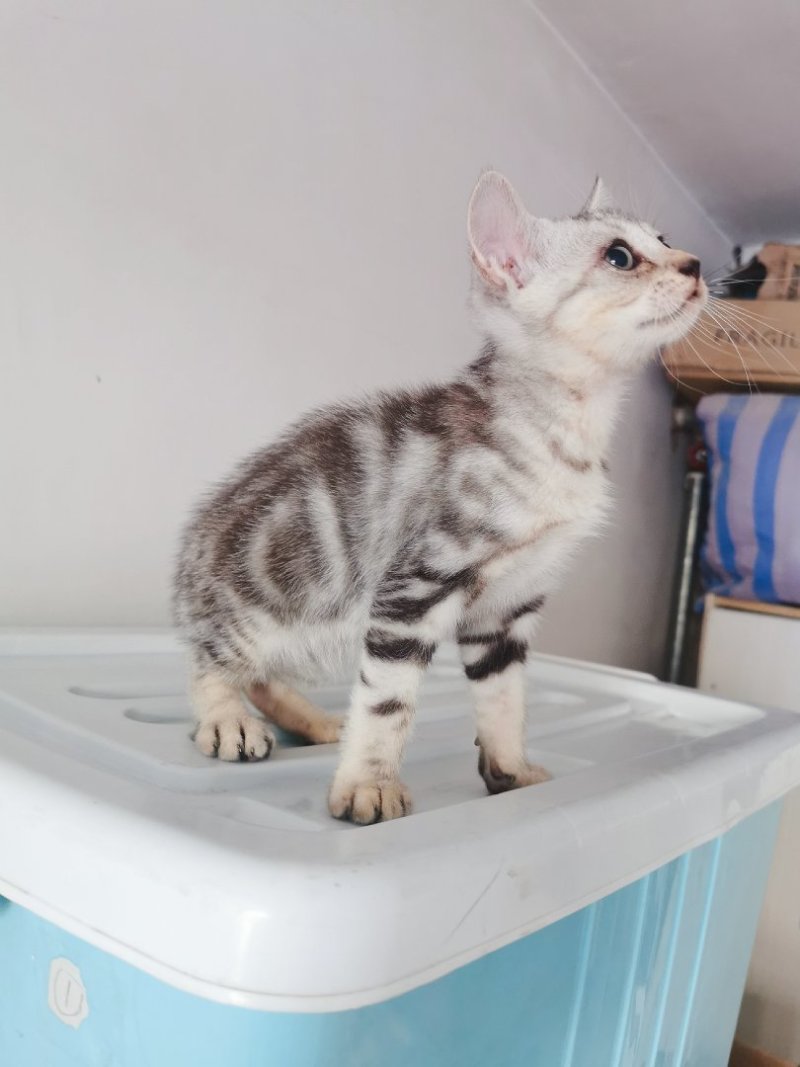 全款600元转让自家养加白美短虎斑猫