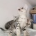 全款600元转让自家养加白美短虎斑猫