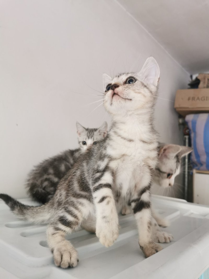 全款600元转让自家养加白美短虎斑猫