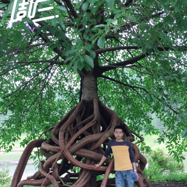 大叶榕