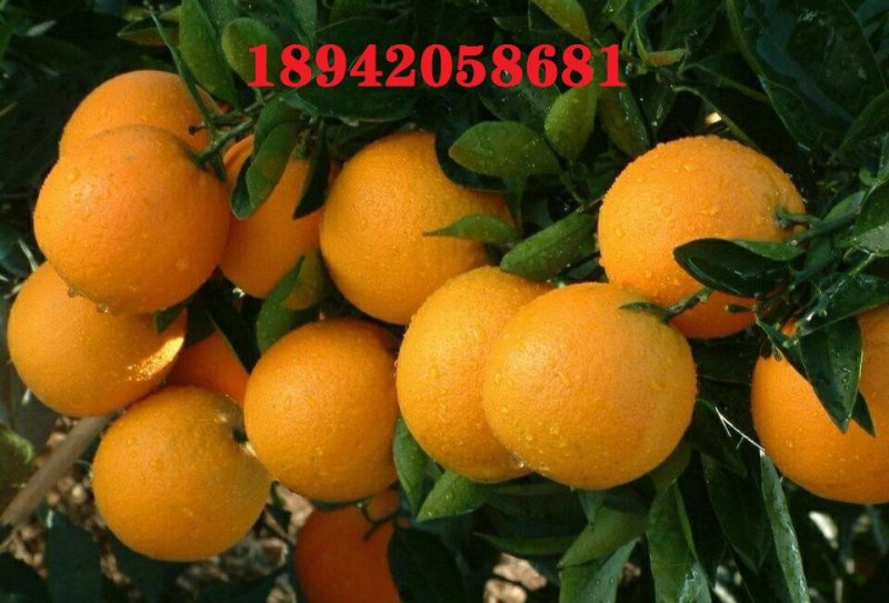 麻阳纽荷尔脐橙口感香甜无籽皮溥孕妇水果谢绝零售一千斤起