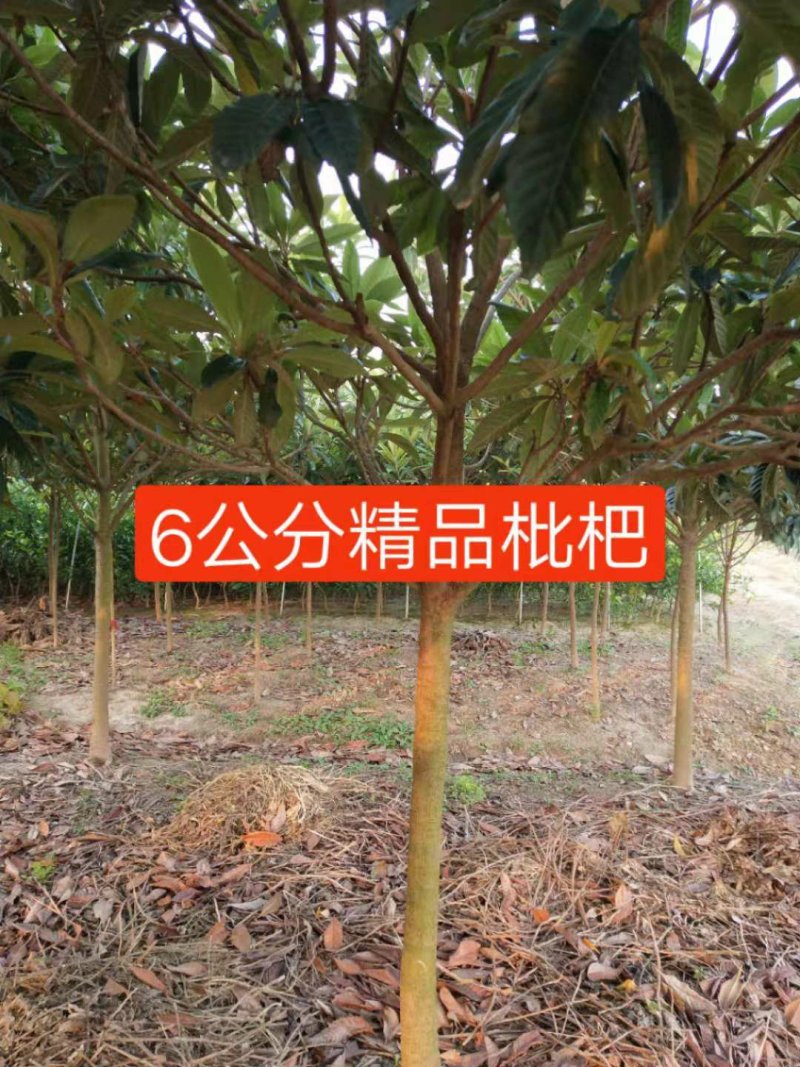 枇杷树5公分，4公分的枇杷，2公分到20公分大量供应