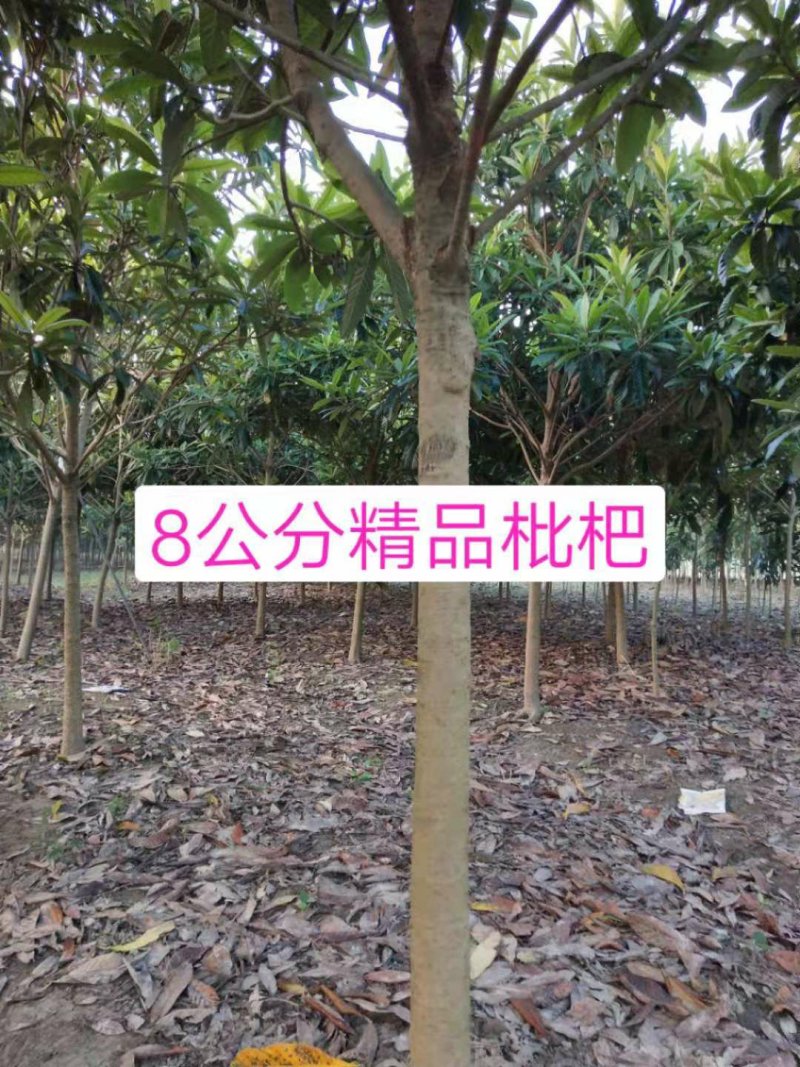 枇杷树5公分，4公分的枇杷，2公分到20公分大量供应