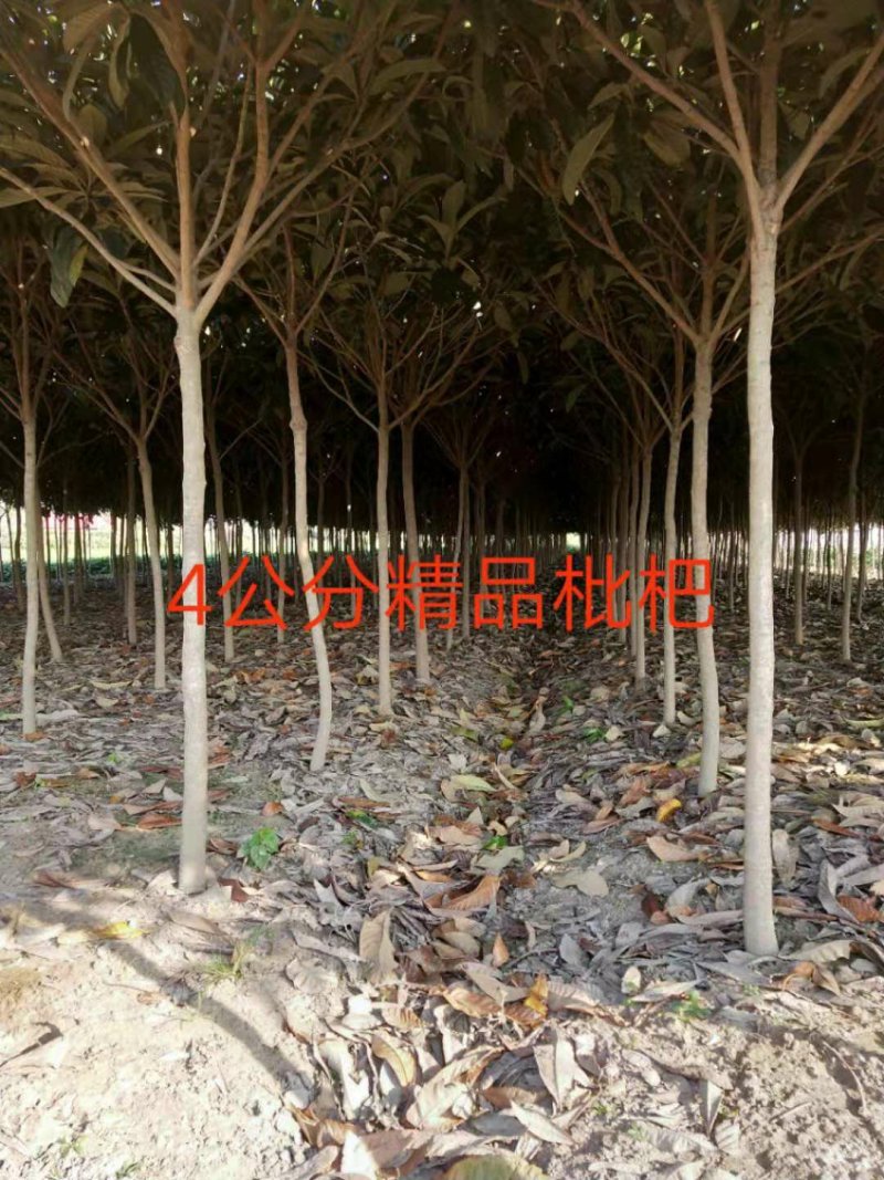 枇杷树5公分，4公分的枇杷，2公分到20公分大量供应
