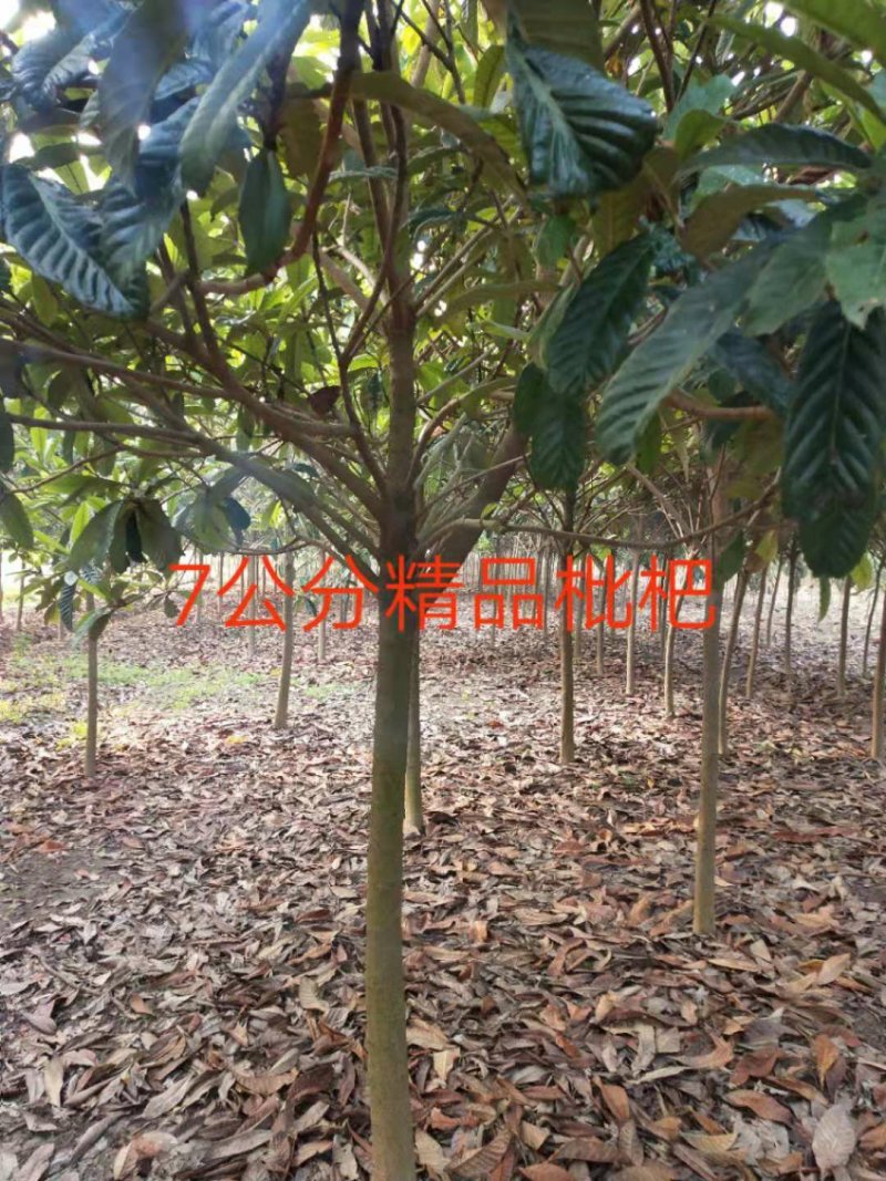 枇杷树5公分，4公分的枇杷，2公分到20公分大量供应
