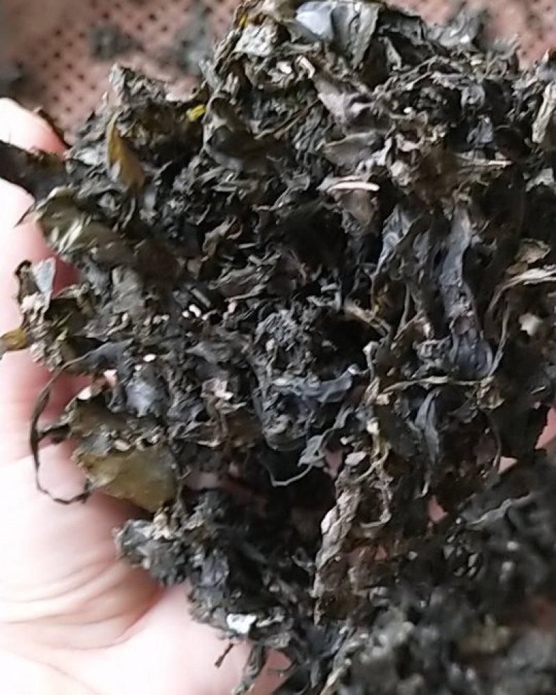 湖北本地野生地皮菜手挑筛选干货，产地直销，质量有保证