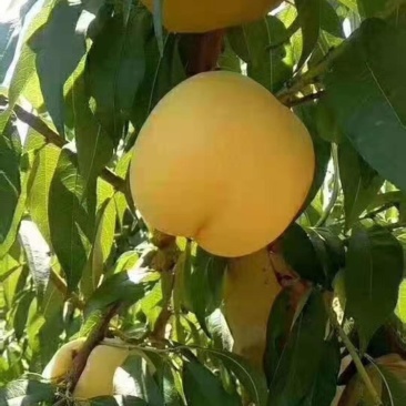 三级果